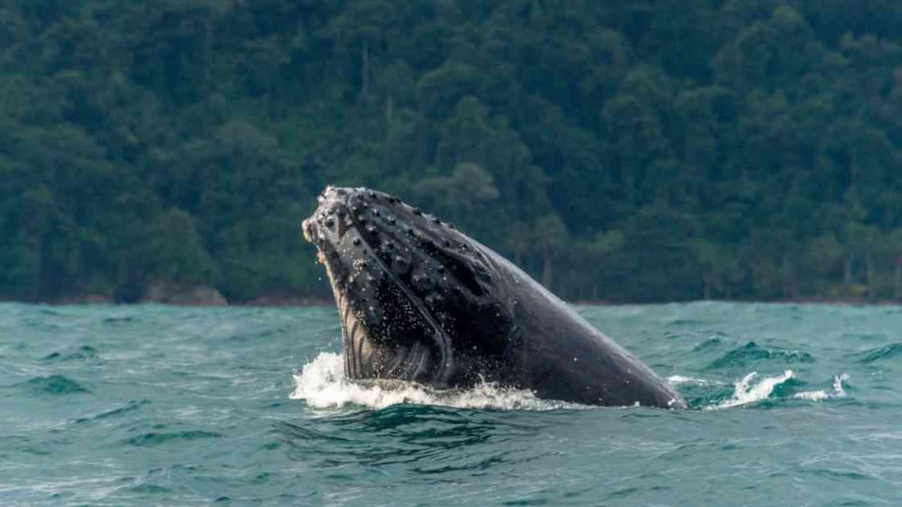 Una investigación logró comprobar que las ballenas jorobadas llegan casi un mes más temprano que hace 31 años. Foto: Giovanny Pulido