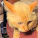 La historia de Coco, el gato rescatado tras 17 días del colapso de un edificio en La Guaira