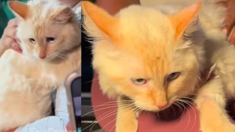 La historia de Coco, el gato rescatado tras 17 días del colapso de un edificio en La Guaira