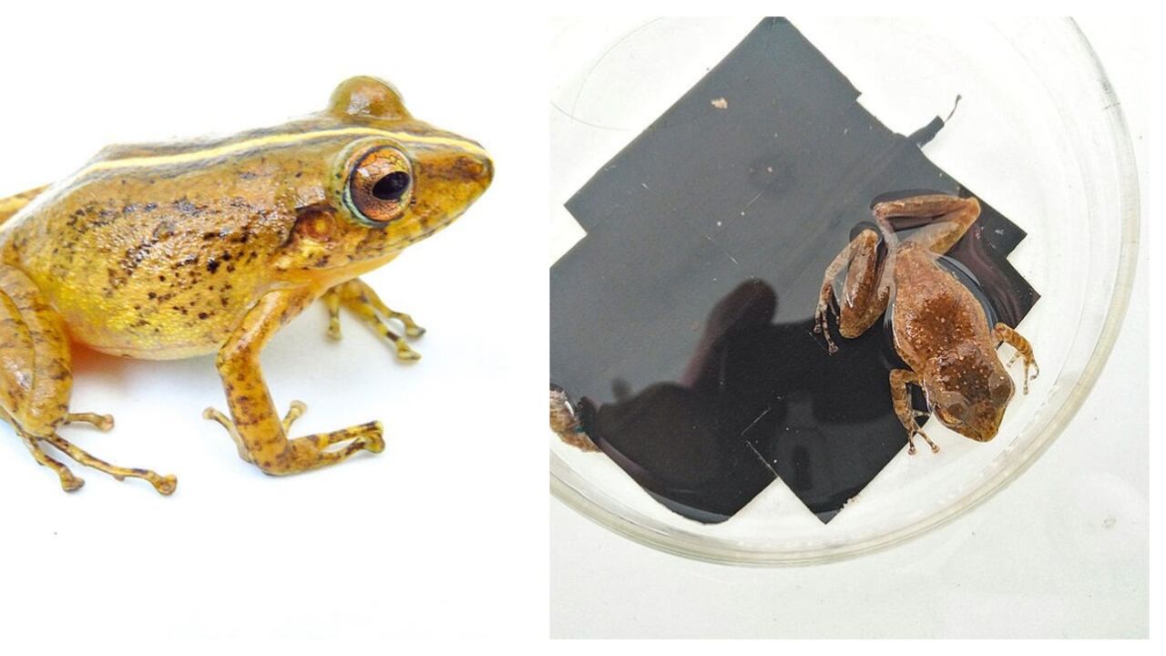 La rana de lluvia está en riesgo debido a la deforestación y actividades agroforestales.