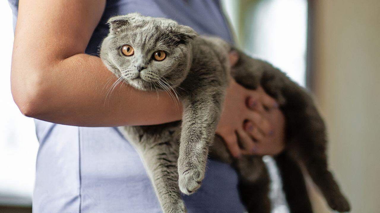 Señales en los gatos que demuestran que están en los últimos días.