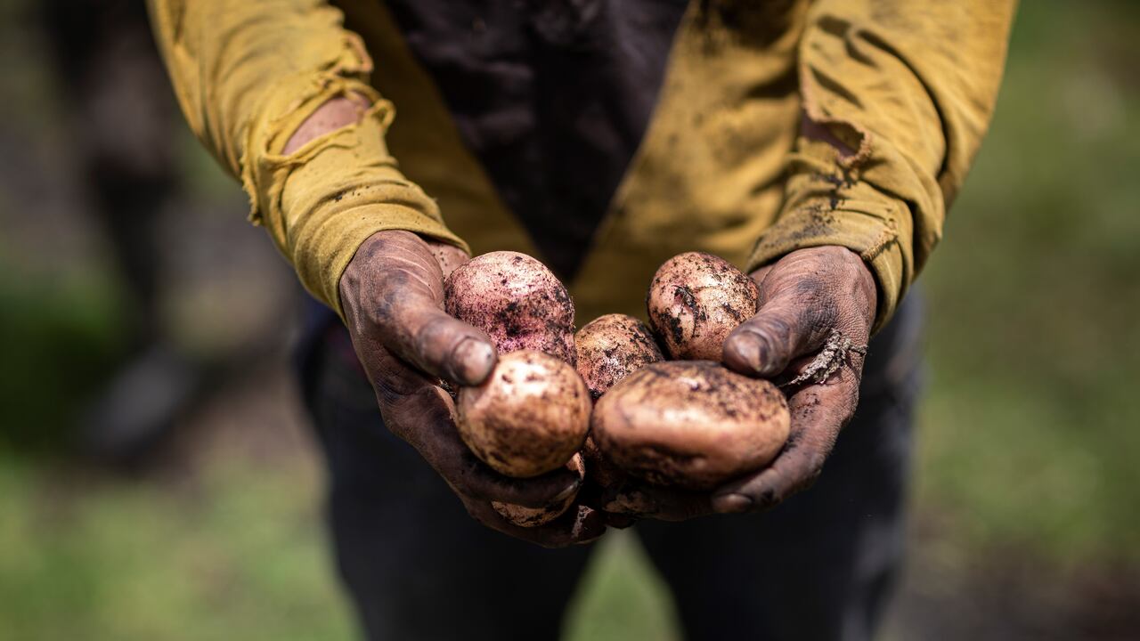 Colombia tiene 100.000 productores de papa que desarrollan su actividad en 110.000 hectáreas y producen 2.560.000 toneladas al año.