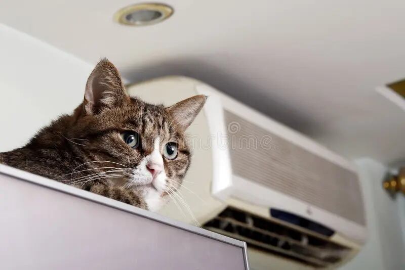 Estudio internacional revela alta presencia de bisfenol A en gatos por elementos cotidianos del hogar.