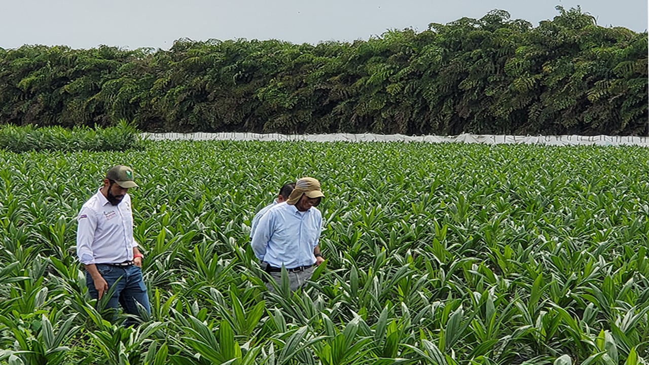 Fertilizantes a la medida en la industria agro colombiana.