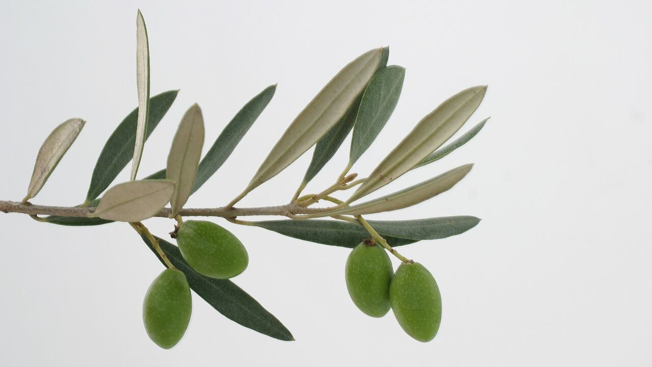 Hojas de olivo