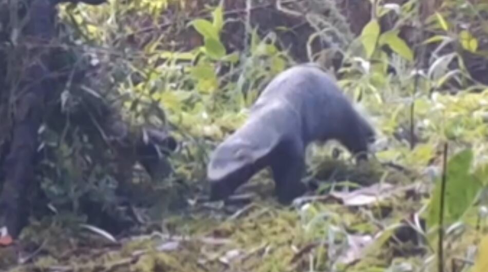 El animal se ha identificado en otras regiones de Colombia.