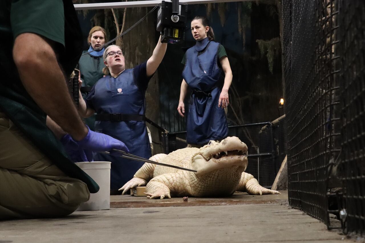 El caimán es es leucístico, una condición extremadamente rara