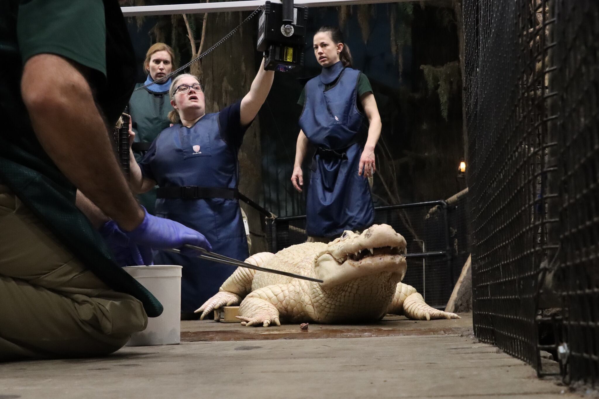 El caimán es es leucístico, una condición extremadamente rara