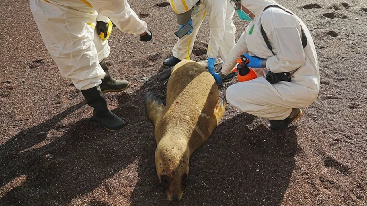 Las autoridades indicaron que las especies más afectadas son piqueros, pelícanos y guanayes, seguido de zarcillos, gaviotas dominicanas, gaviotas peruanas y gaviotas grises.