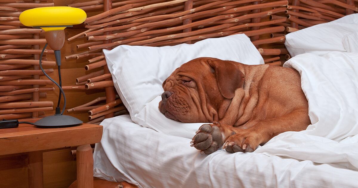 Perro durmiendo en la cama