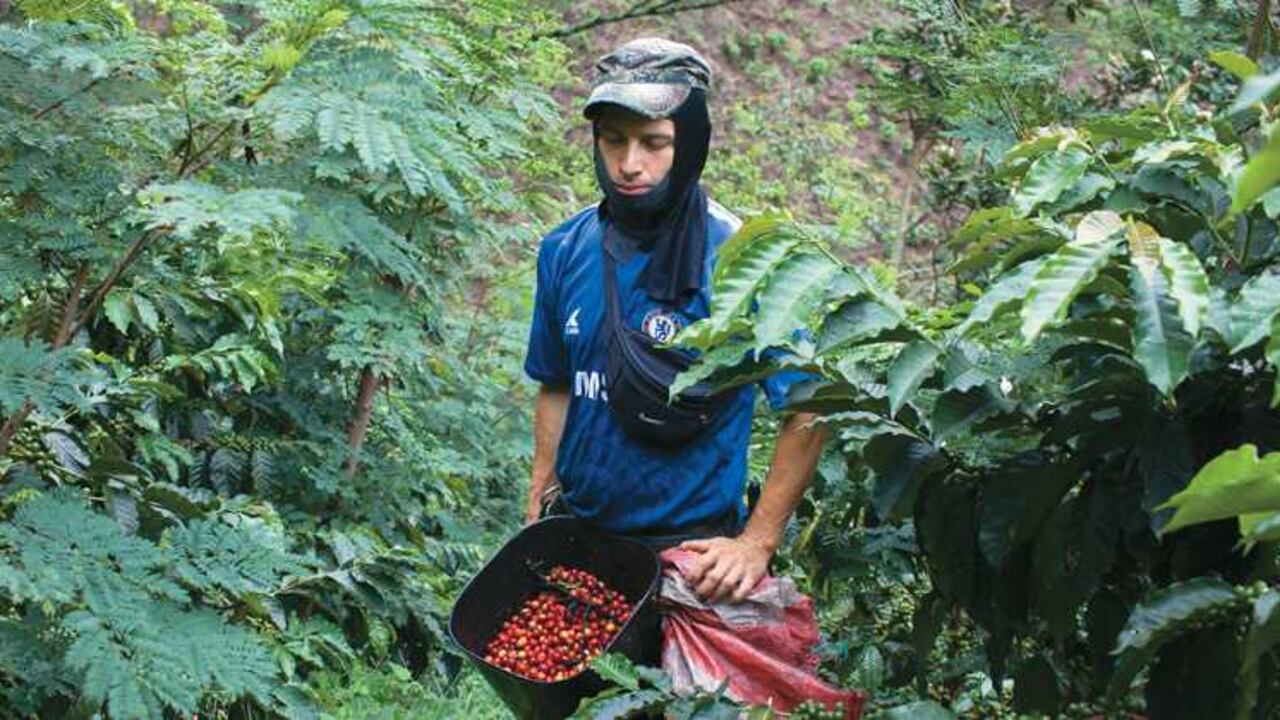Desde la caída del Pacto Cafe-tero, este sector en Colombia ha vivido en crisis. Aún hoy se está en búsqueda de un modelo que haga sostenible a la caficultura.