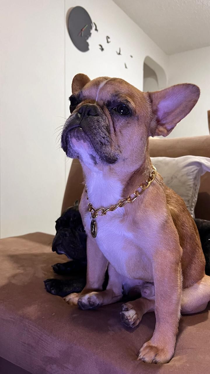 Coco fue adoptado por la familia como una mascota de terapia y compañía.