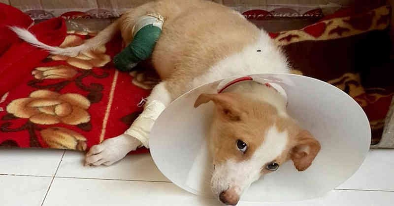 La mayoría de los animales vertebrados no tiene la capacidad de regenerarse.