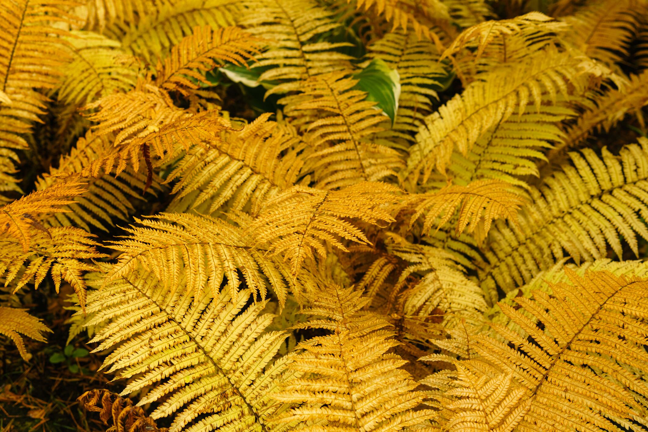 Se dice que el helecho amarillo tiene propiedades metafísicas que pueden ayudar a atraer el dinero si se coloca estratégicamente en el hogar.