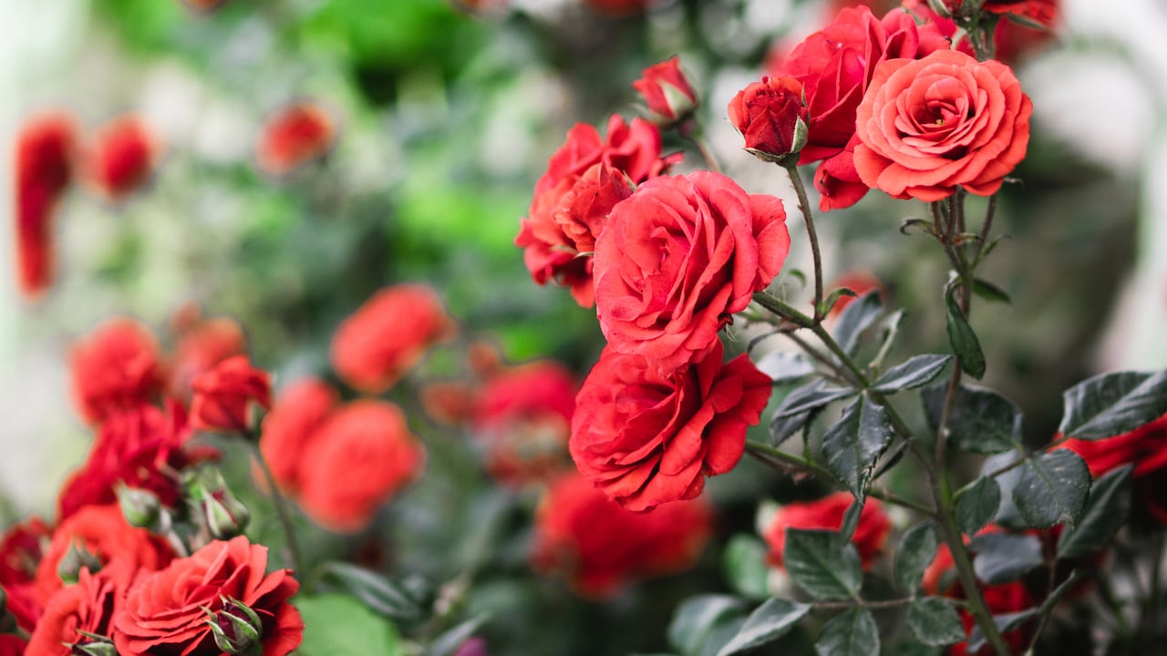 Trucos efectivos para que los rosales florezcan.