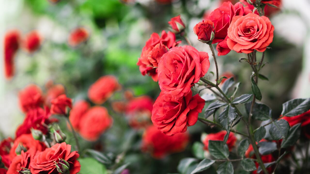 Trucos efectivos para que los rosales florezcan.