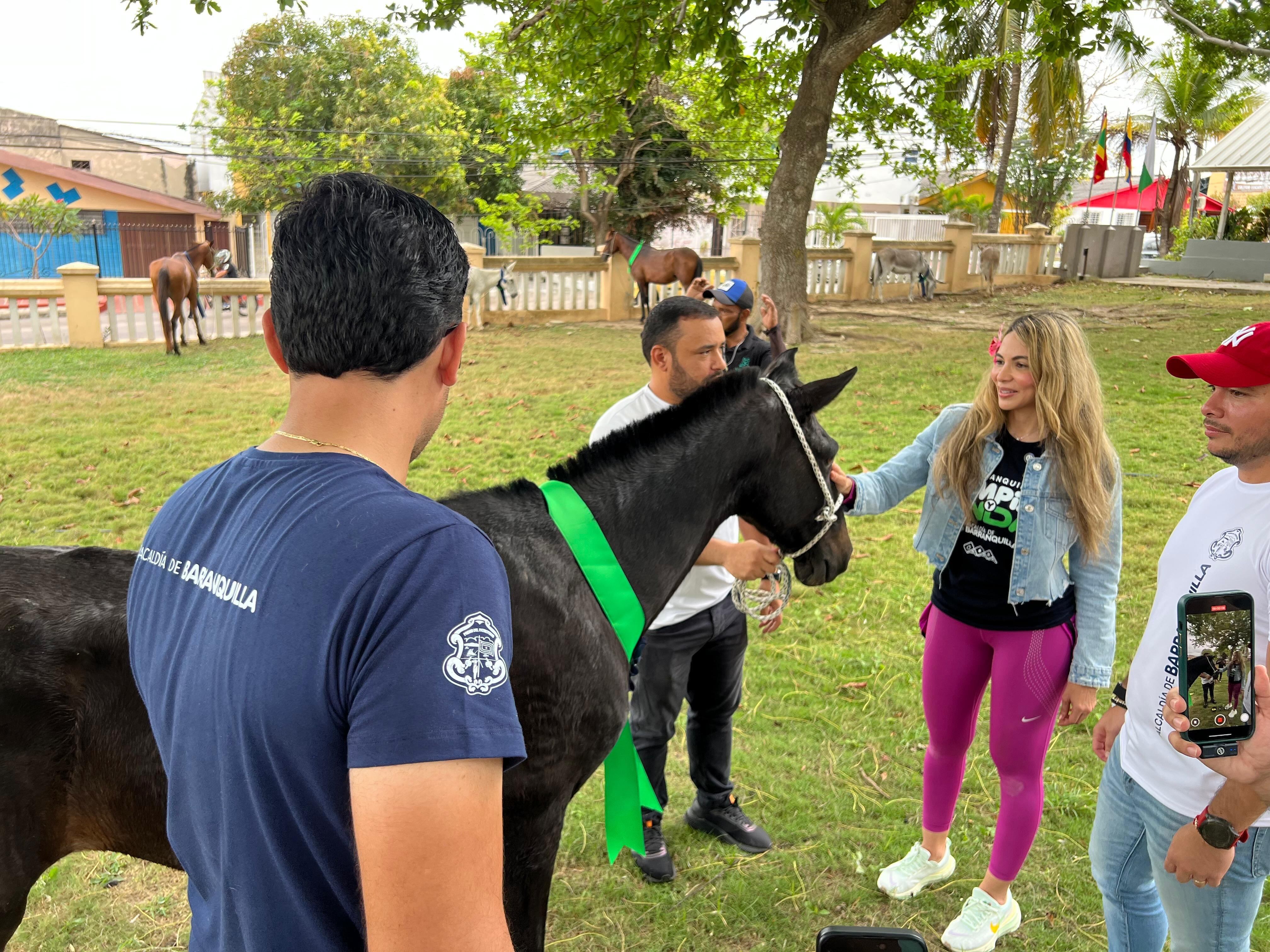 Equinos entregados en adopción en Barranquilla.