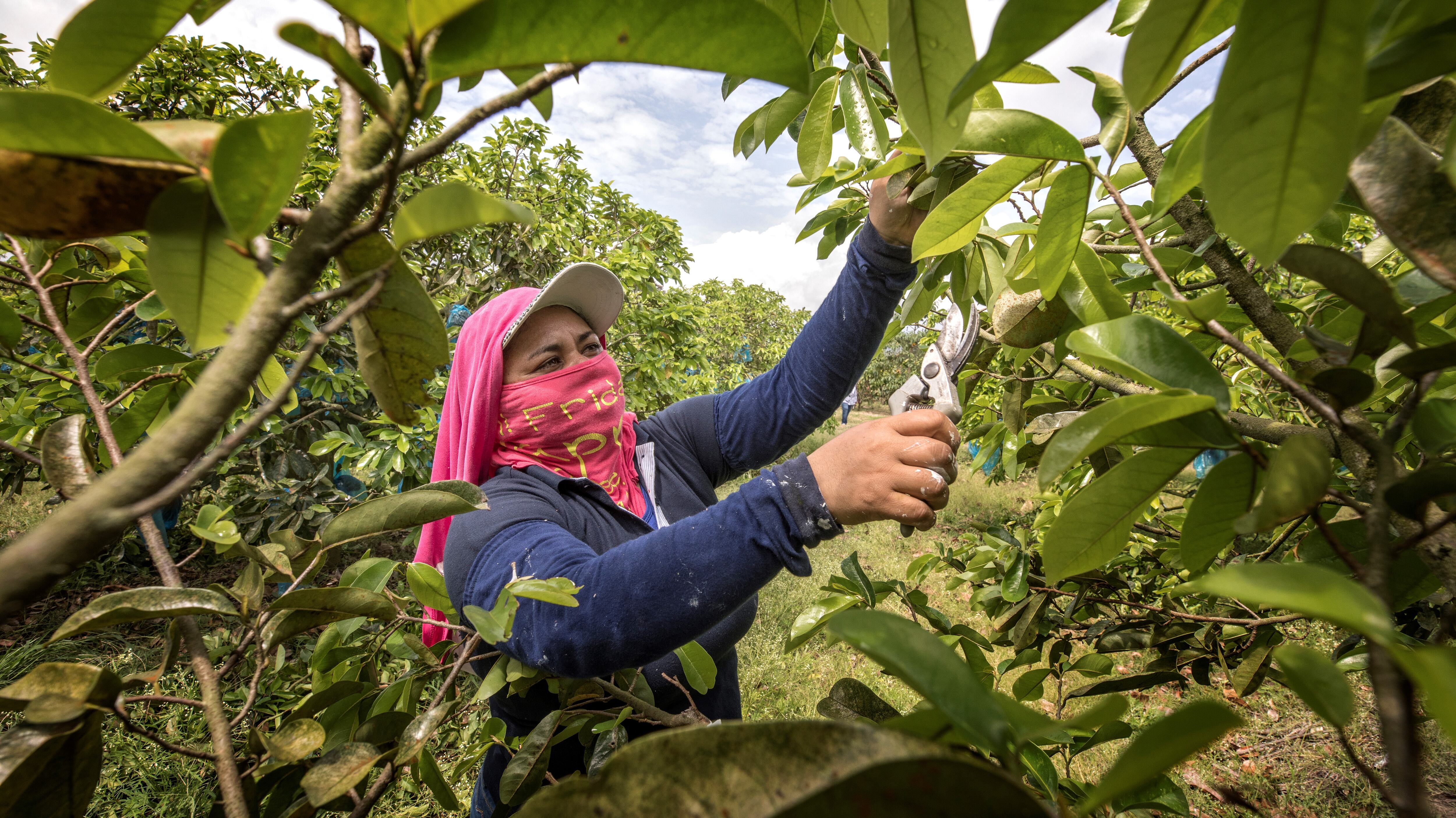 NO USAR, USO EXCLUSIVO MEJOR COLMBIA, Especial seguros, Microseguros