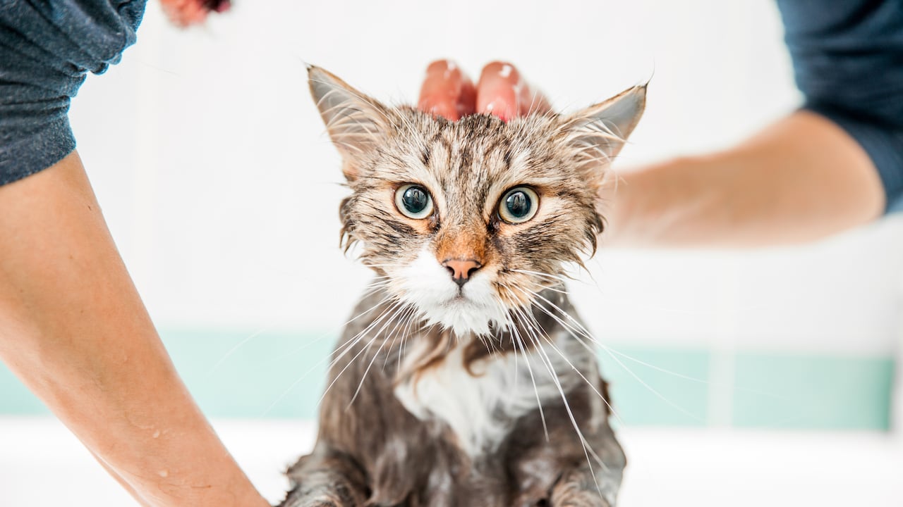 Una opción válida para bañar a un gato es utilizar toallas de limpieza especiales para felinos.