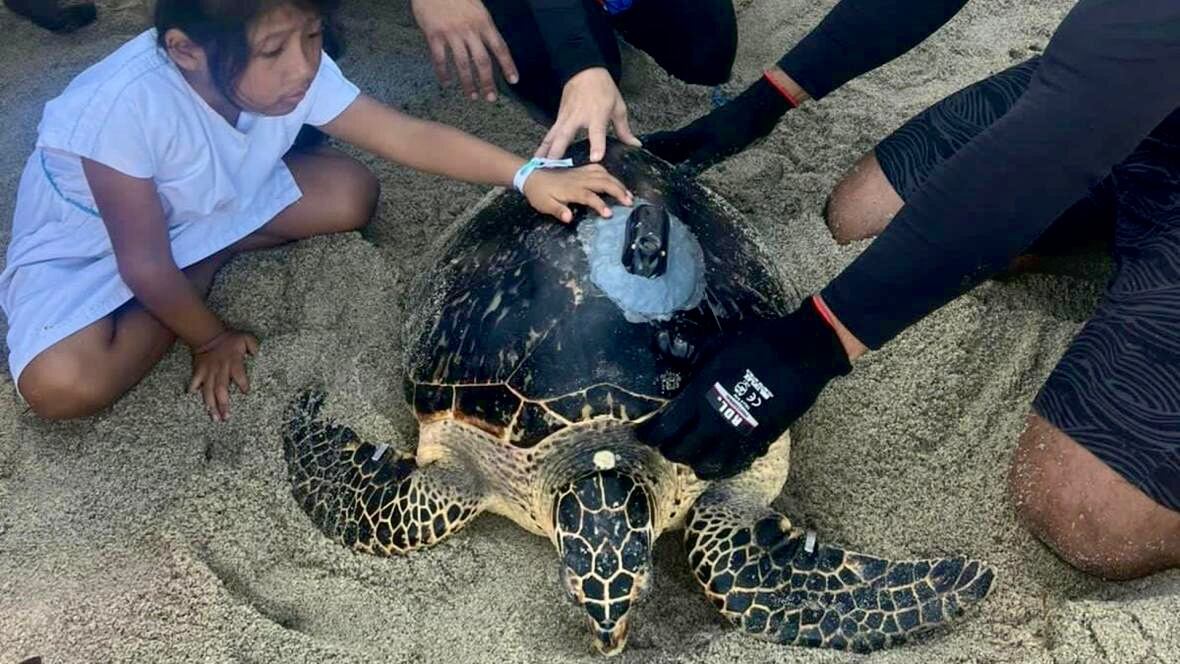 Para el 16 de ese mismo mes, se procedió a su liberación en conjunto con miembros y representantes de comunidades indígenas de la Sierra Nevada de Santa Marta.