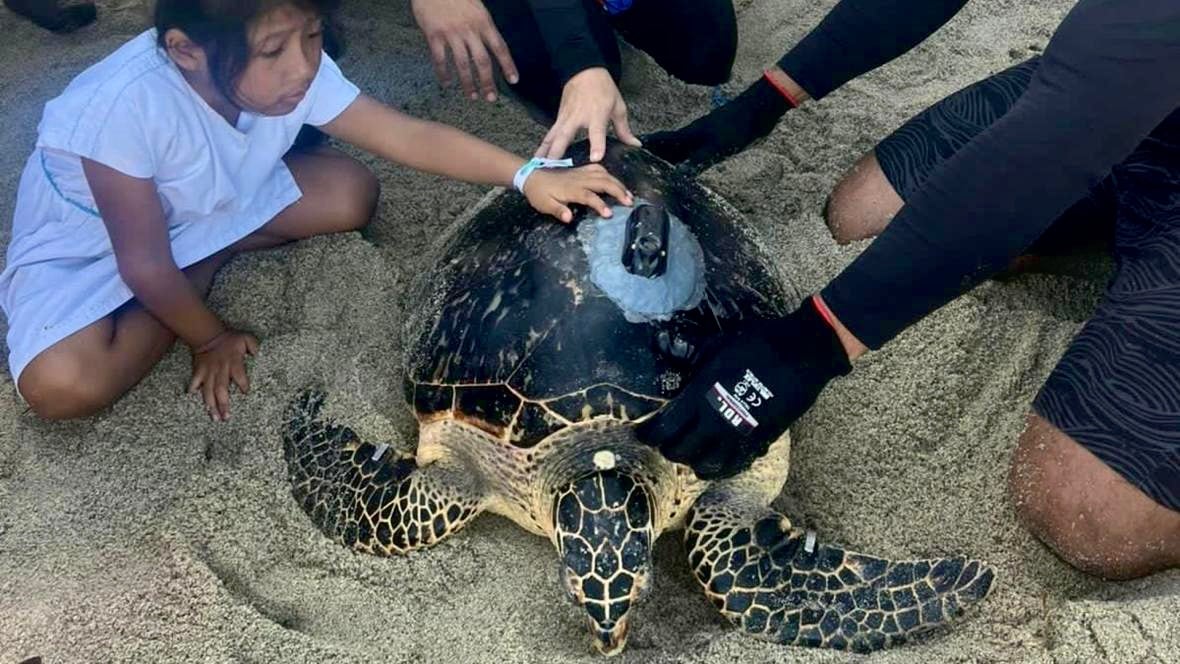 Para el 16 de ese mismo mes, se procedió a su liberación en conjunto con miembros y representantes de comunidades indígenas de la Sierra Nevada de Santa Marta.
