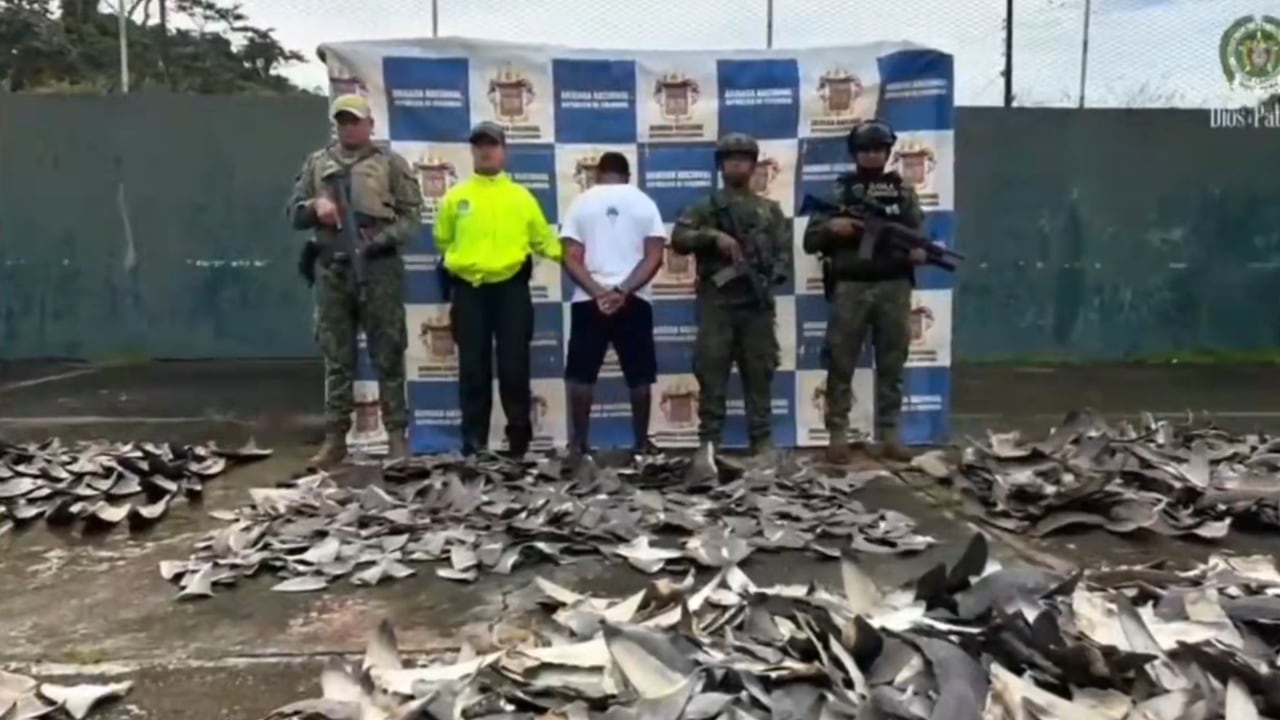 4235 aletas de tiburón incautadas en Tumaco, Nariño. Tendrían como destino Hong Kong.