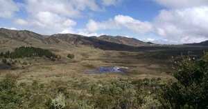 El Movimiento Ambientalista Colombiano, escogió al páramo de Guacheneque como el primer sitio para iniciar su campaña ‘Todos plantamos’. Foto: Jhon Barros/Semana