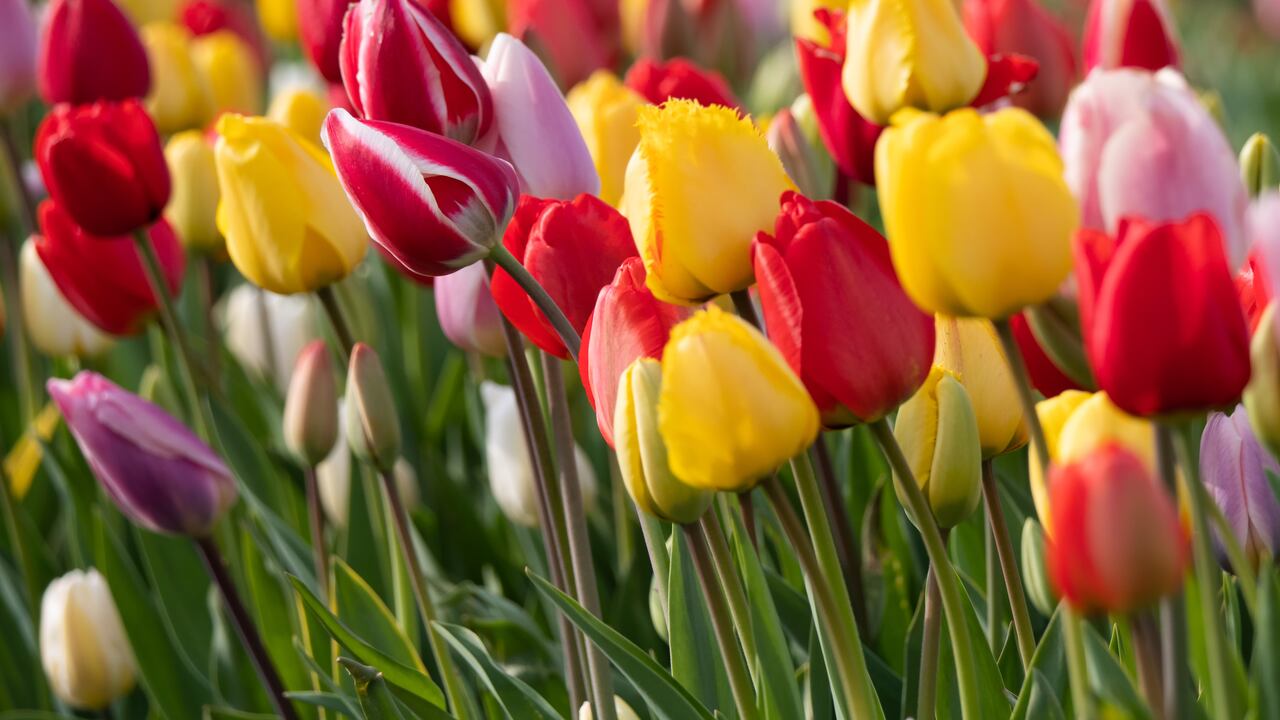 Los tulipanes tienen fascinantes colores que tienen diversos significados.
