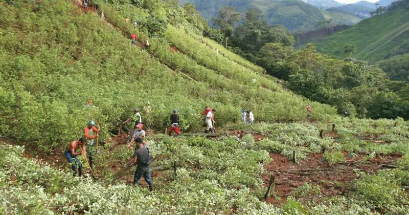 Para hacerle frente al aumento de los cultivos de coca el gobierno ha intensificado las labores de erradicación manual y fumigación terrestre, a cargo de 15.720 hombres.