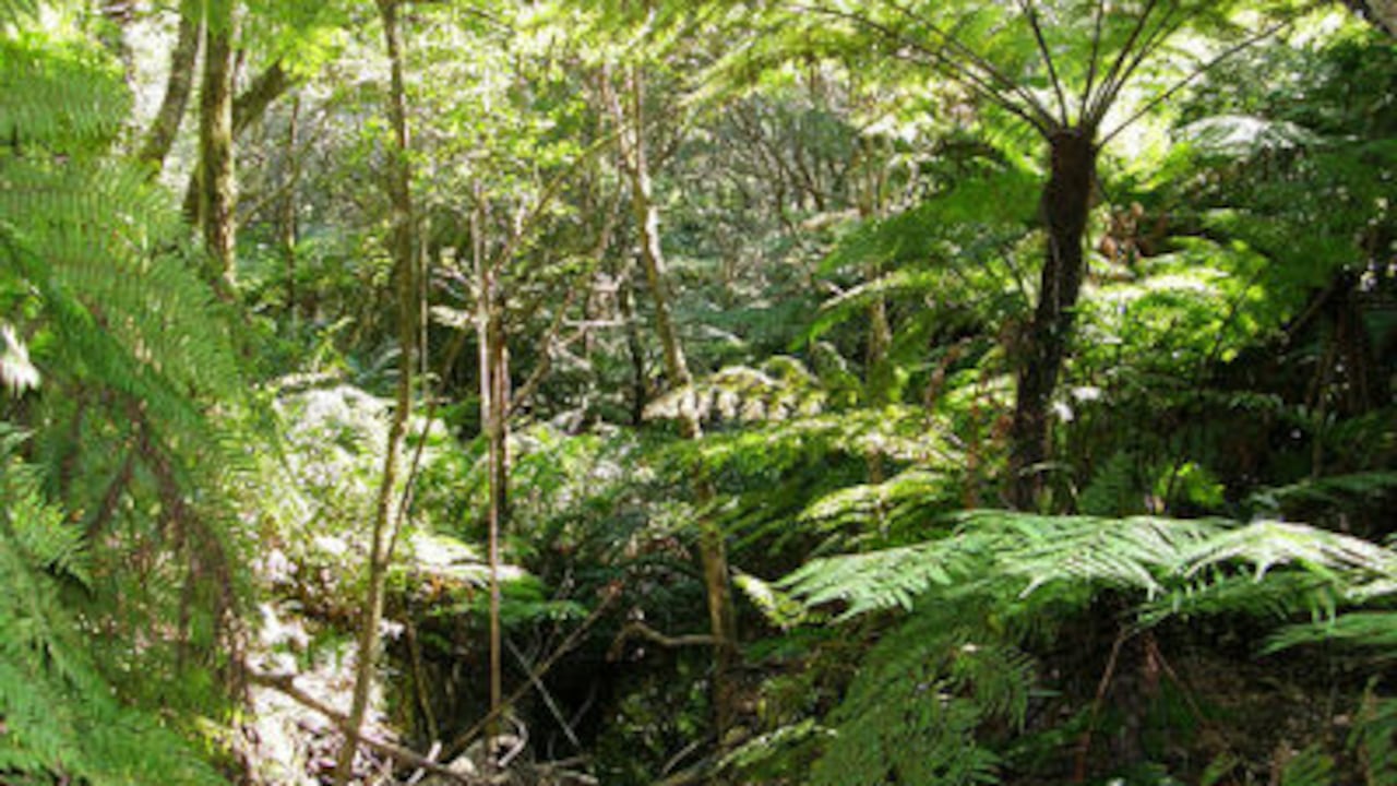 Los árboles de los bosques africanos son más altos que los de la Amazonia