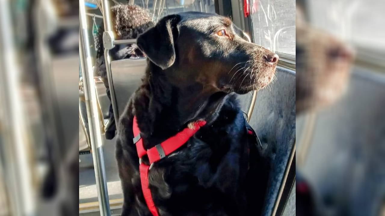 A 'Eclipse' le habían detectado varios tumores cancerígenos.