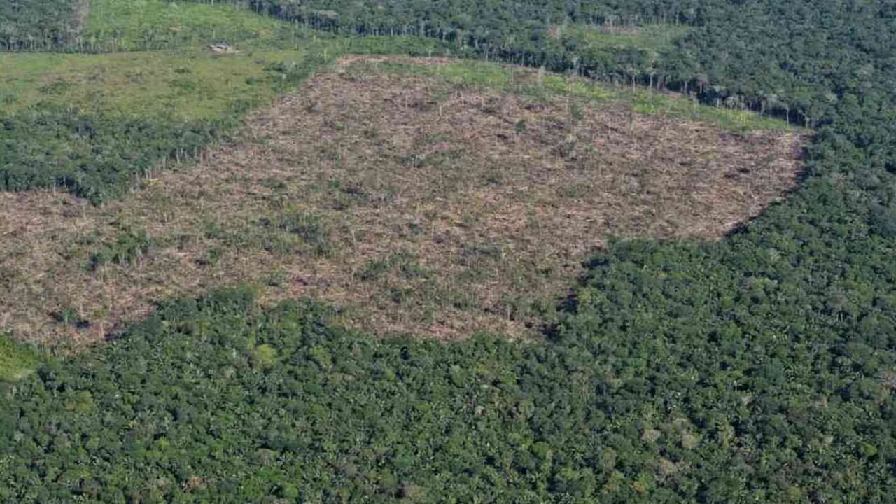 La deforestación y la minería ilegal son dos de las actividades que mayor depredación de los recursos naturales causan en Colombia. Foto: Rodrigo Botero.