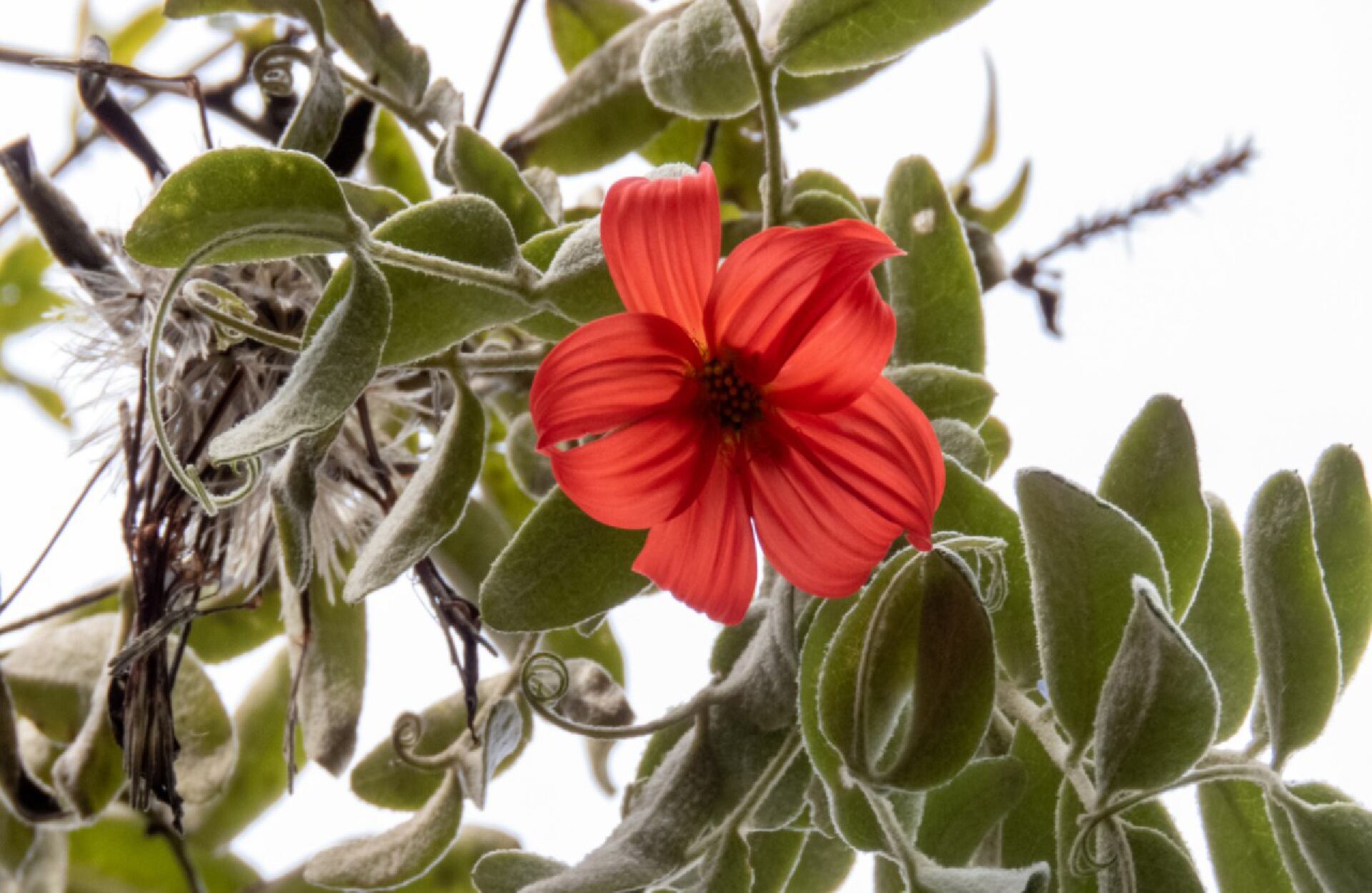 Uno de los tesoros naturales de este espacio es la mutisia, la flor emblemática del Jardín, descubierta por José Celestino Mutis.