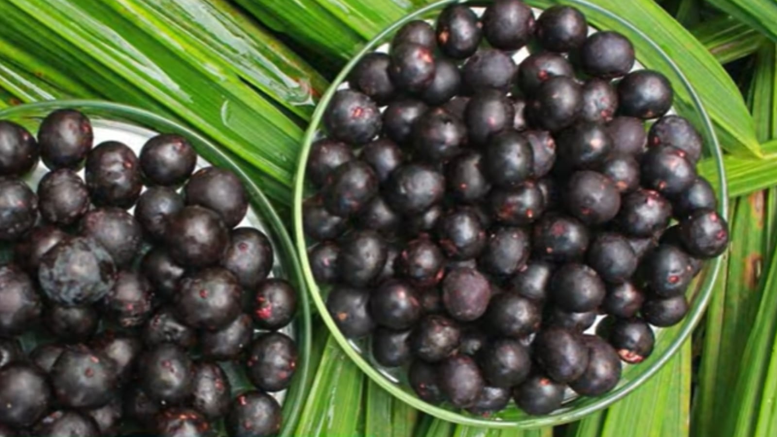 Açaí una de las frutas exóticas más conocidas del Brasil