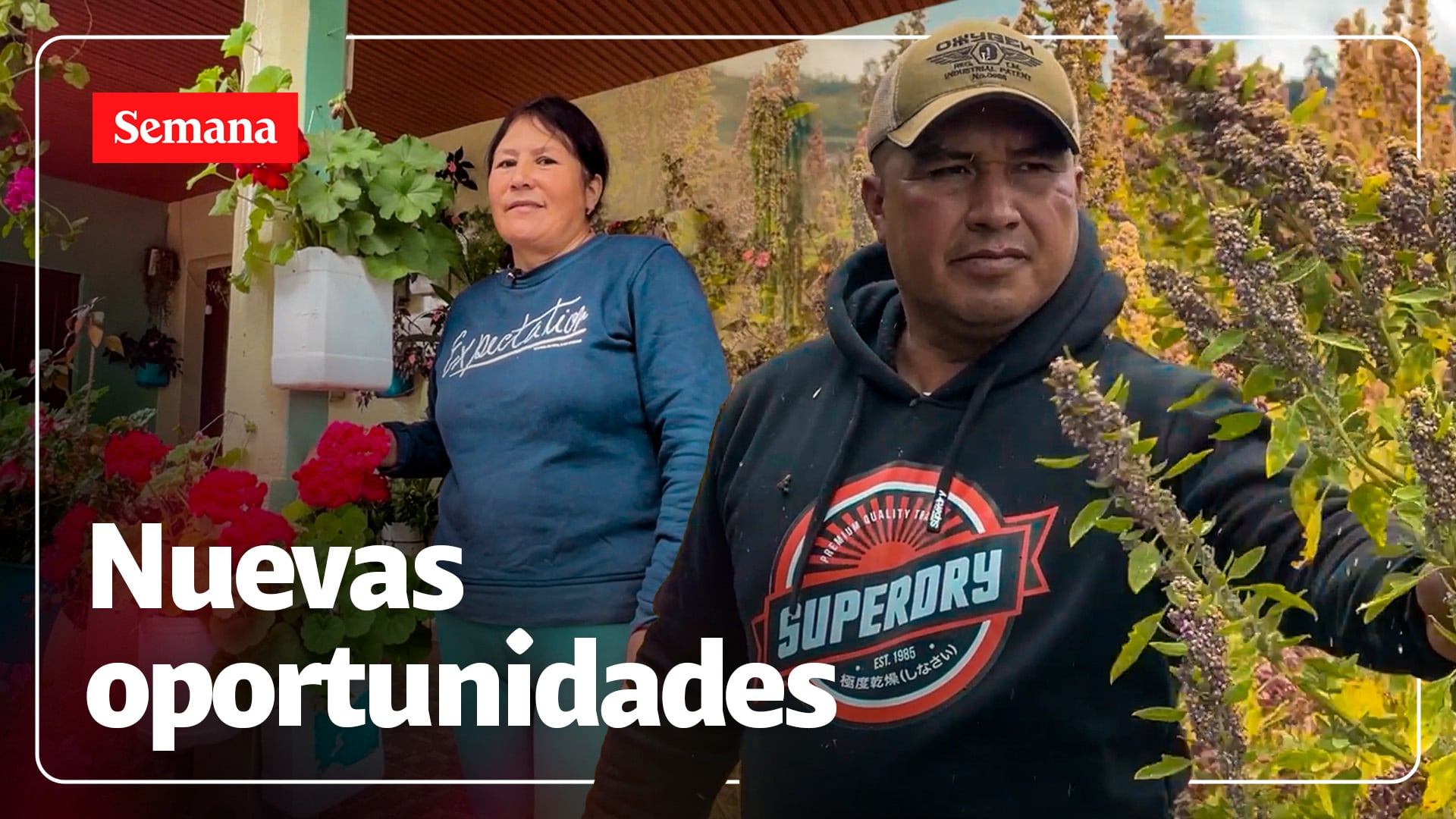 Los campesinos cada vez están cultivando más quinua en la región Andina.