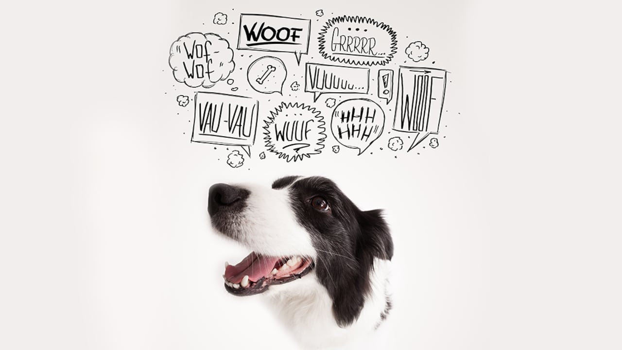 Traductor de ladridos