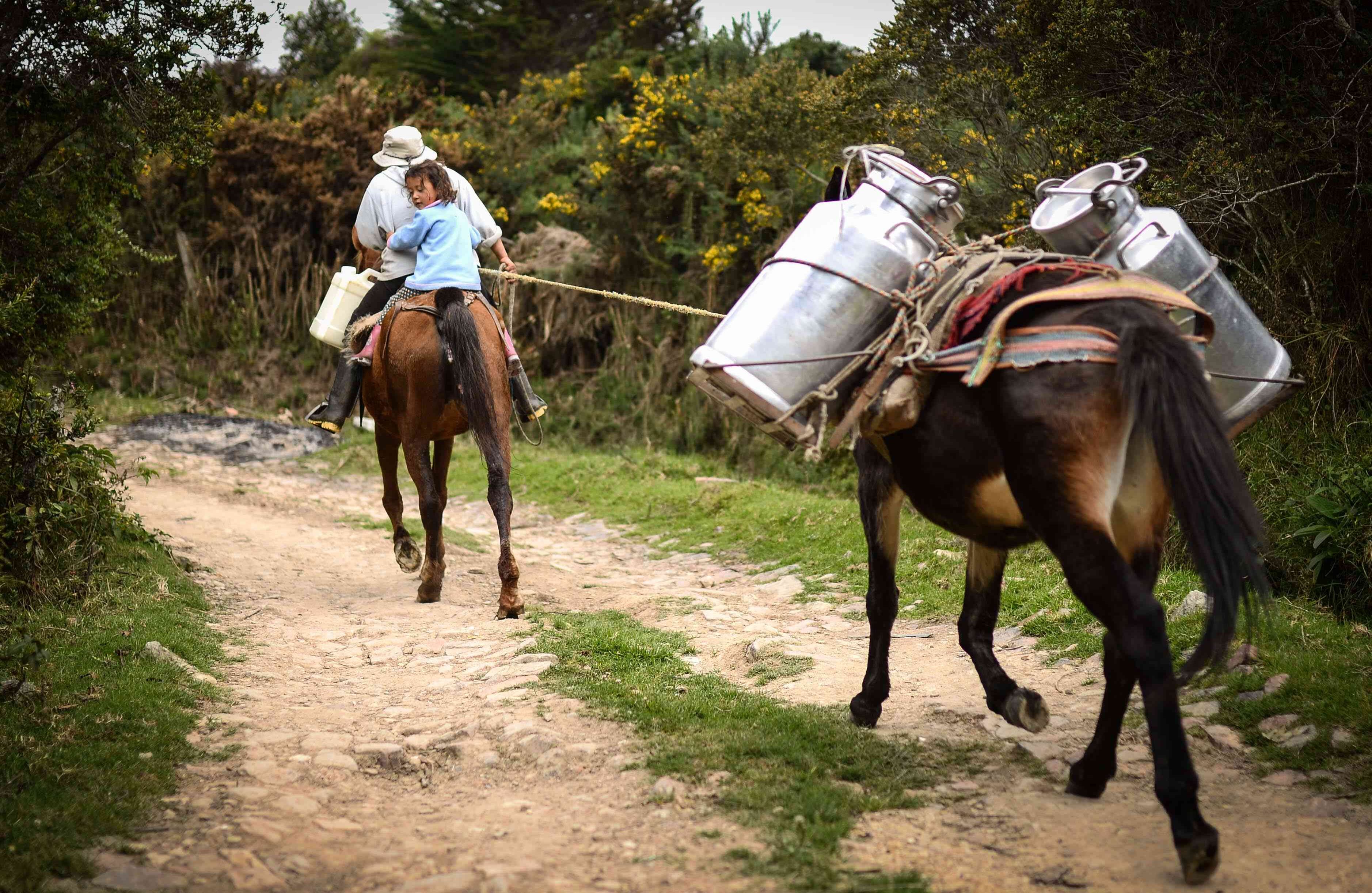 La pobreza multidimensional* en la zona rural fue de 36,6 por ciento en 2017. En 2010 esta cifra alcanzaba el 53,1. Esto significa que bajó 16,5 puntos en este periodo, según datos del Ministerio de Agricultura y Desarrollo rural.