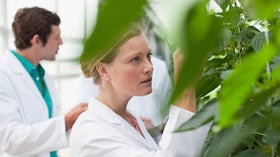 Investigadores modificaron proteínas de las plantas para que reconozcan distintas amenazas de un mismo patógeno.