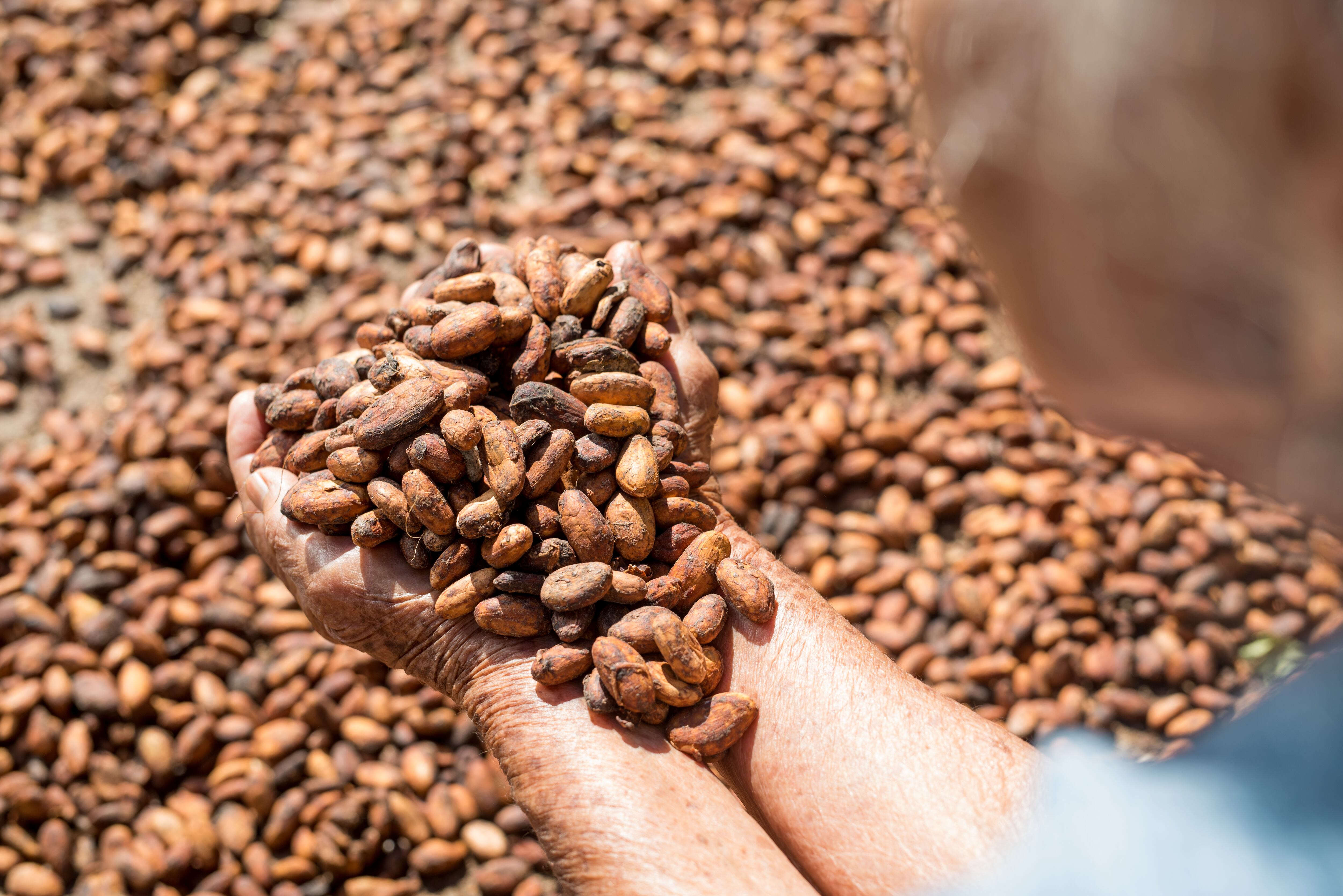 Especial Cacao - Mejor Colombia