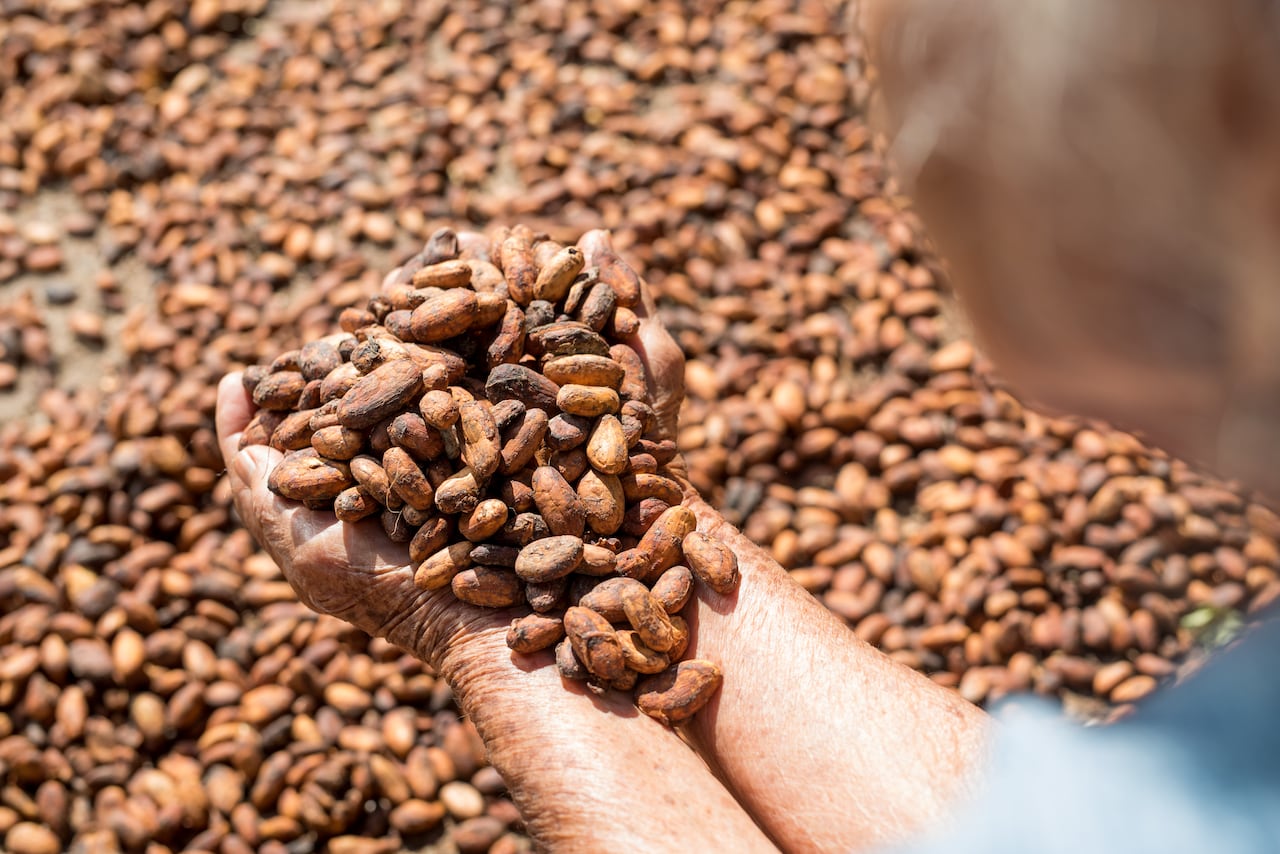 Especial Cacao - Mejor Colombia