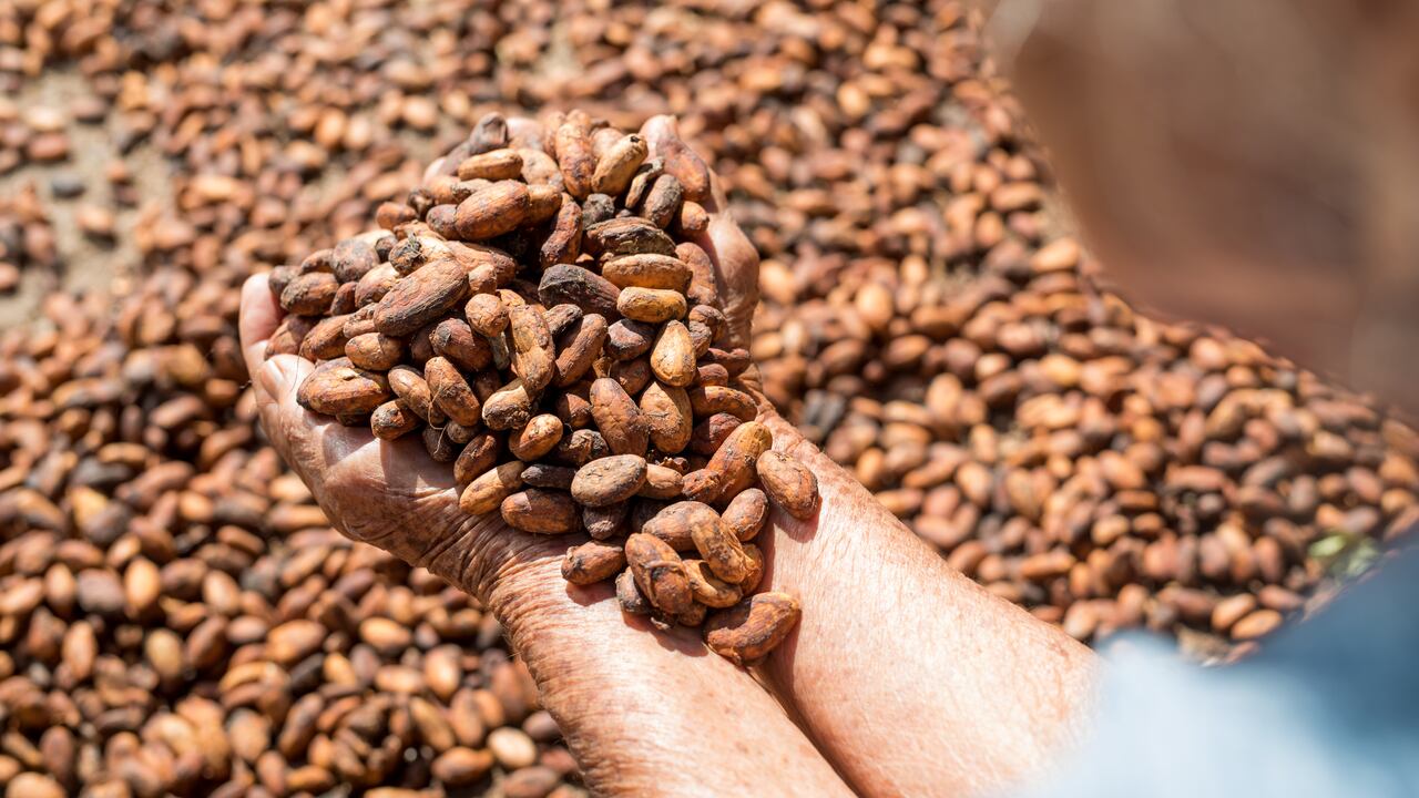 Productores colombianos fortalecen la cacaocultura sostenible.