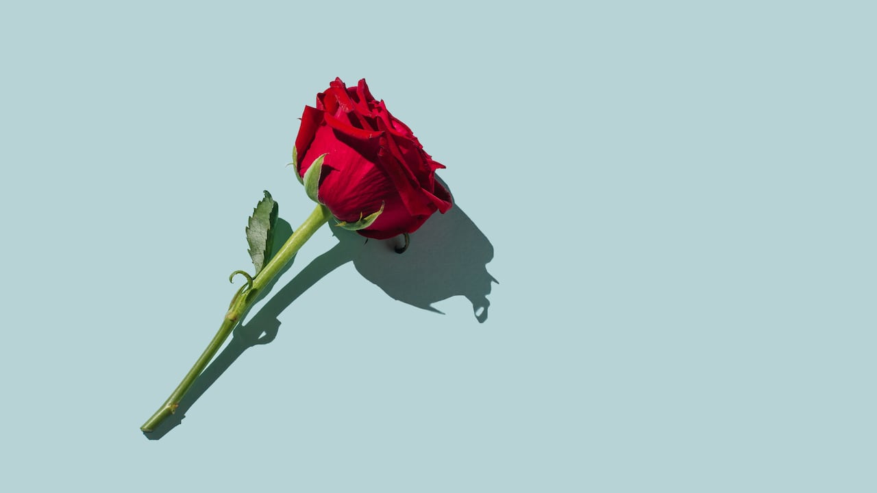 Red rose flower on blue background. Romantic Valentines holidays concept. Valentine's day greeting card. Flat lay, top view, copy space