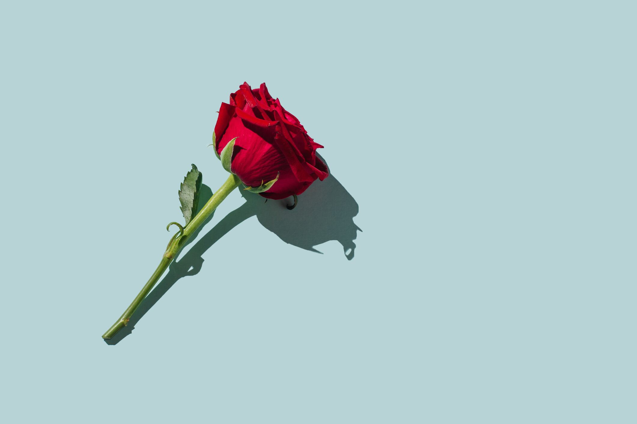 Red rose flower on blue background. Romantic Valentines holidays concept. Valentine's day greeting card. Flat lay, top view, copy space