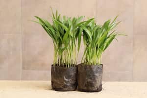 La elaboración de ramos con palmas silvestres genera un desequilibrio en los ecosistemas.