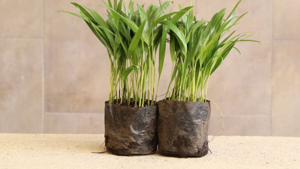 La elaboración de ramos con palmas silvestres genera un desequilibrio en los ecosistemas.