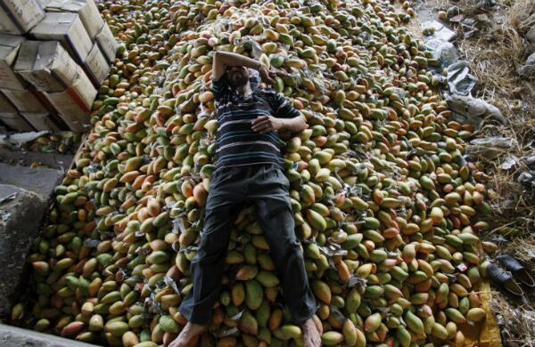Un trabajador de una mayorista descansa sobre su cosecha de mangos, que vende en Jammu, India. (AP)