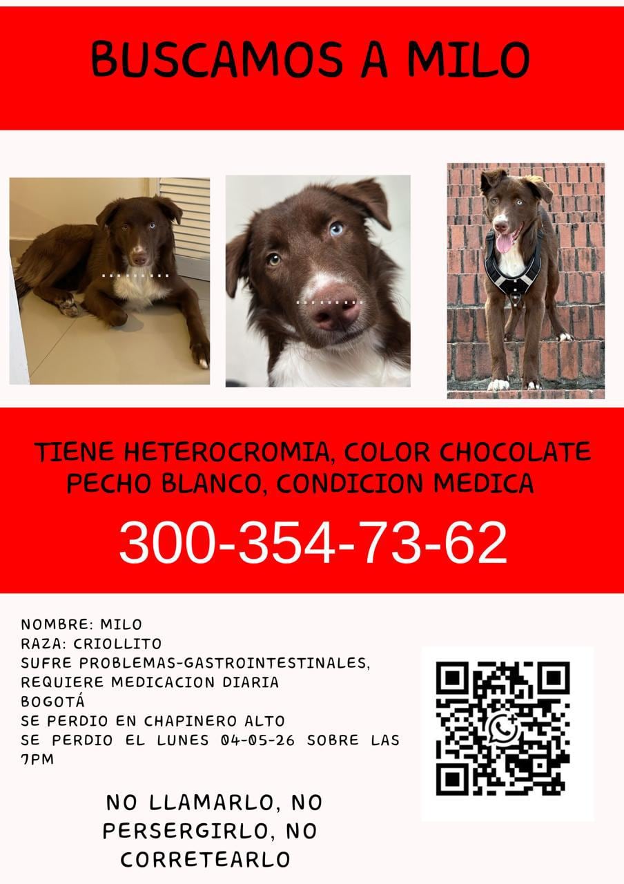 Buscan a Milo: el perro de ojos bicolor extraviado entre Chapinero y el centro de Bogotá