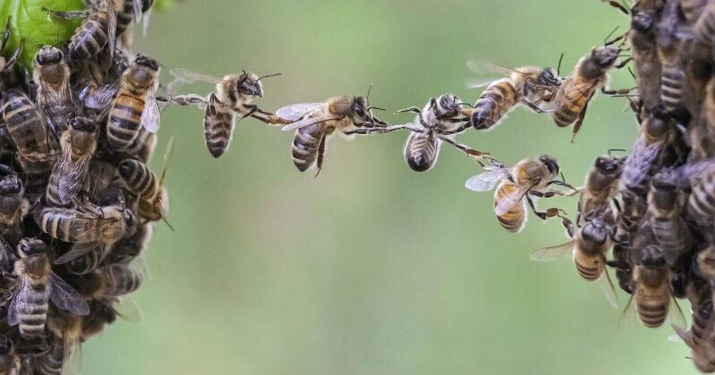 En total, en mayo hubo 93 emergencias con abejas. (Imagen de referencia) Foto: 123RF