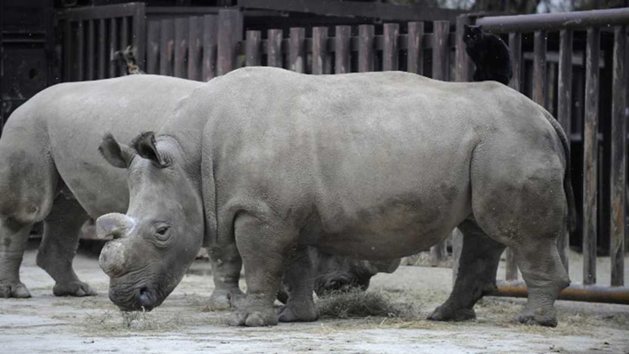 Foto del 16 de diciembre de 2009, que muestra a Fatu (Izq.) y Nabire en el zoológico Dvur Kralove. Nabire murió este lunes en la República Checa.