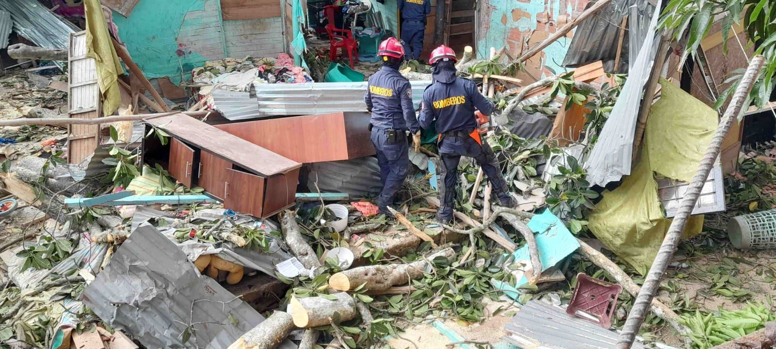 El mal estado del árbol habría generado su desplome.